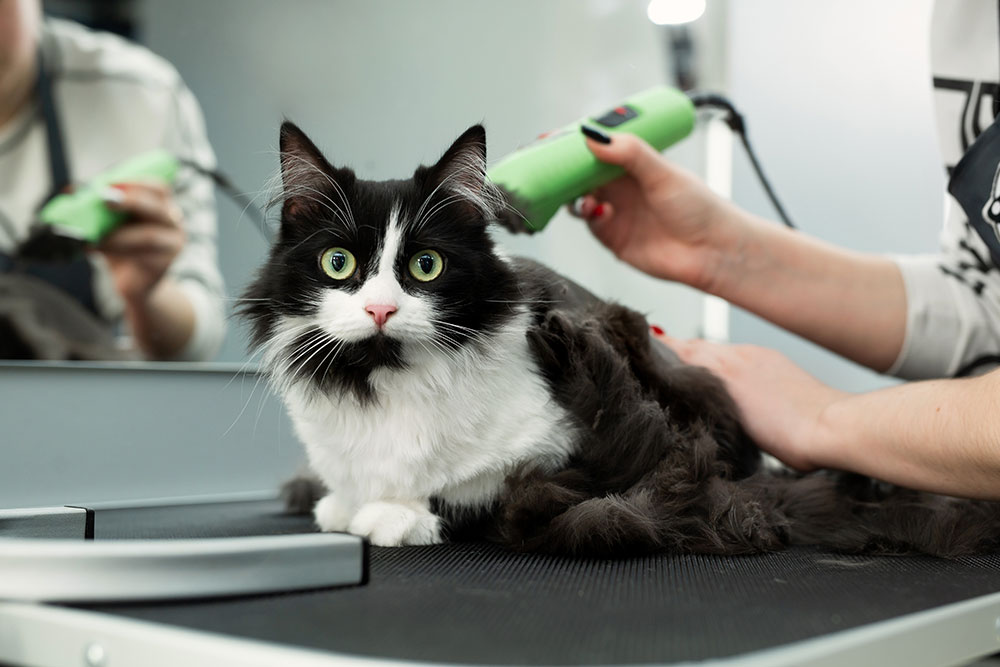 A black and white cat with wide eyes sits on a grooming table while a person trims its fur with electric clippers. Cut fur is scattered around the cat.