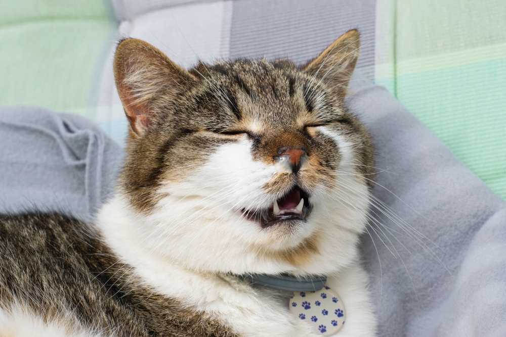 A tabby cat with closed eyes appears to be sneezing or yawning while lying on a soft blanket. The cat is wearing a collar with a tag that has paw prints.