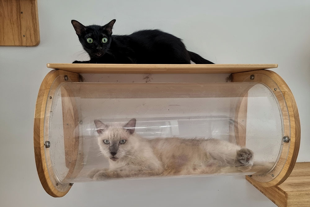 A black cat sits on a wooden shelf above a transparent tube, in which a fluffy Siamese cat is lounging. Both cats are looking towards the camera. The background is a plain light-colored wall.