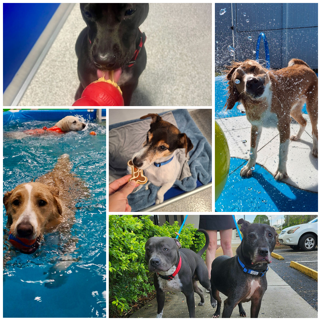 Collage of dogs: one licking peanut butter, one shaking off water, two swimming in a pool with toys, one being fed a treat, and two leashed dogs standing outside beside a person’s legs.
