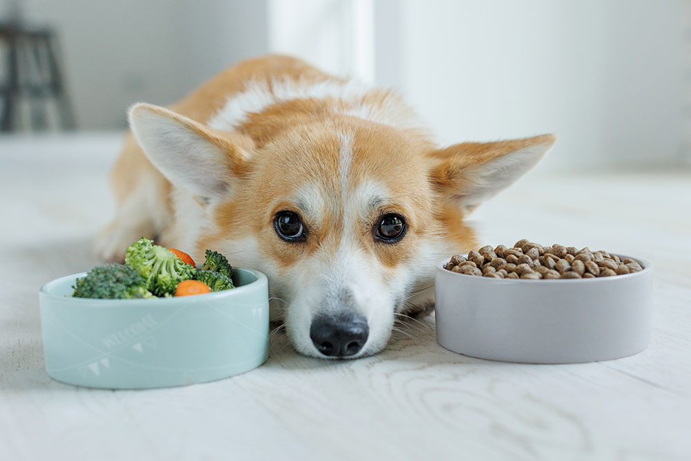 A corgi lies between two bowls on a light wooden floor. One bowl contains vegetables like broccoli and carrots, while the other is filled with pet kibble. The dog looks up with a calm expression.