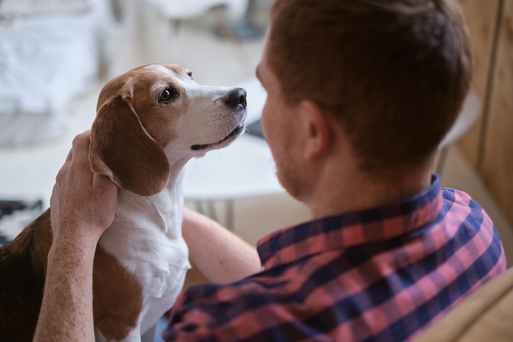 A person with short hair wearing a plaid shirt gently holds a brown and white beagle. The dog looks up at the person with a relaxed expression. The setting appears to be indoors.