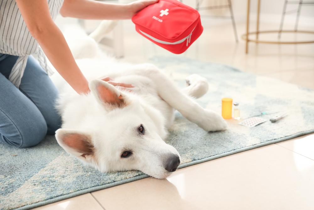 A person checks a large white dog lying on a blue rug, holding a red pet first-aid kit. Medicine bottles and blister packs are nearby, suggesting pet care or administering medication at home.