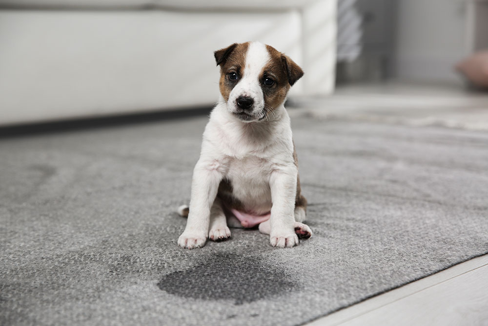 A small puppy with a brown and white coat sits on a gray carpet. There is a wet spot on the carpet in front of it. The puppy looks toward the camera with a curious expression.
