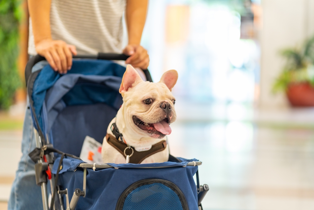 A happy French Bulldog sits in a blue stroller, with its tongue out. A person in a striped shirt, partially visible, pushes the stroller in a brightly lit indoor setting.