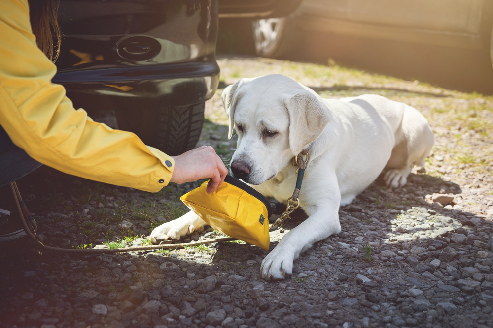 A person in a yellow jacket is offering water to a white Labrador lying on a gravel surface. The dog is drinking from a yellow portable bowl. Sunlight filters through, creating a warm ambiance.