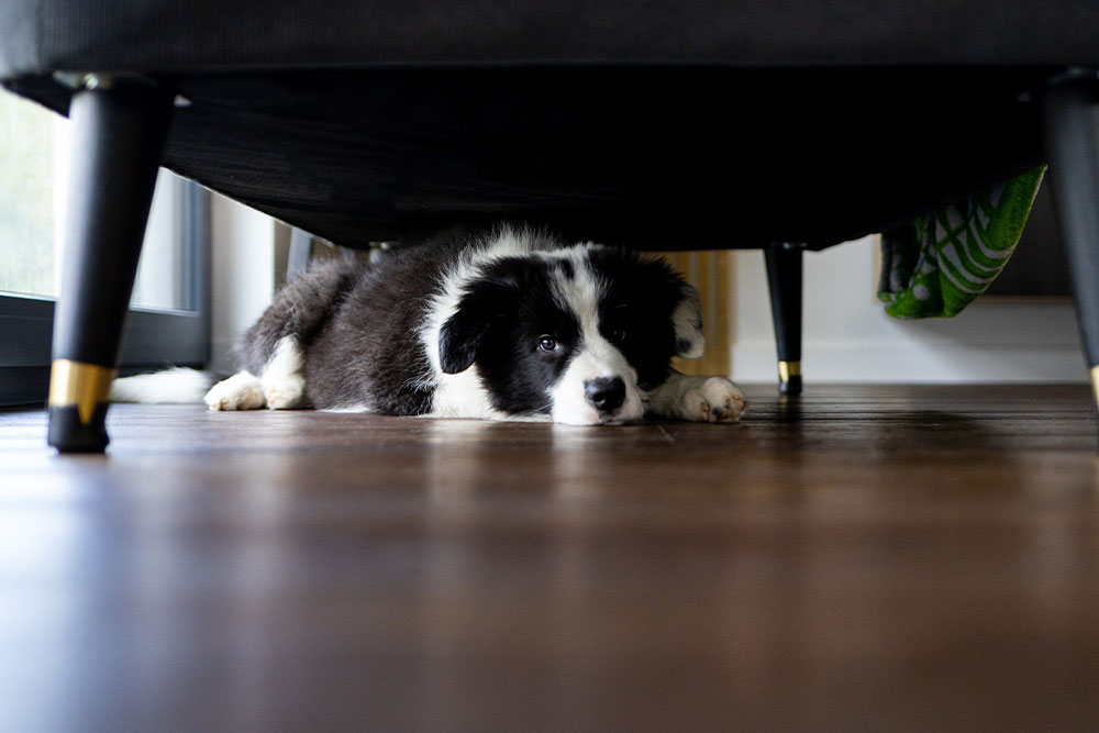 A black and white puppy lies under a couch, looking out with its head resting on the floor and its paws stretched forward. The floor is wooden and the room is softly lit.