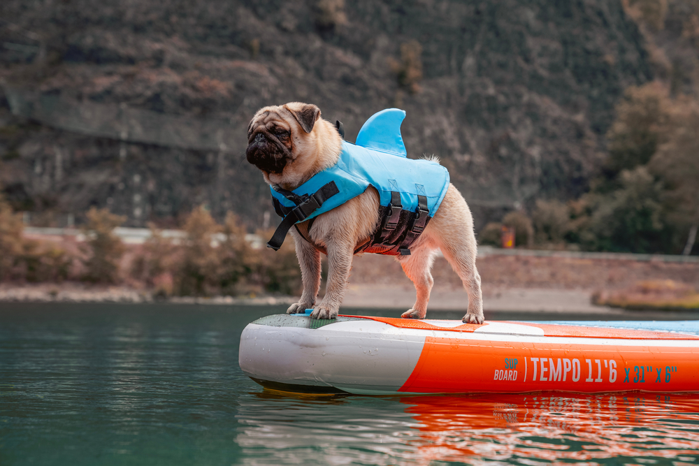 A pug wearing a blue shark-fin life jacket stands on a paddleboard floating on a calm lake, with trees and rocky hills in the background.