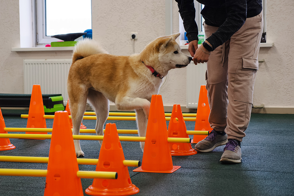 A person trains a dog to navigate an indoor obstacle course with orange cones and yellow poles, using treats as motivation. The dog is raising its paw to step over a pole.