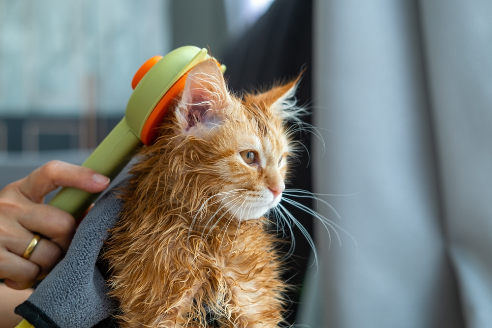 A wet orange cat is being bathed, with a hand holding a showerhead over its head and a towel wrapped around its body. The cat looks calm and is gazing to the side.