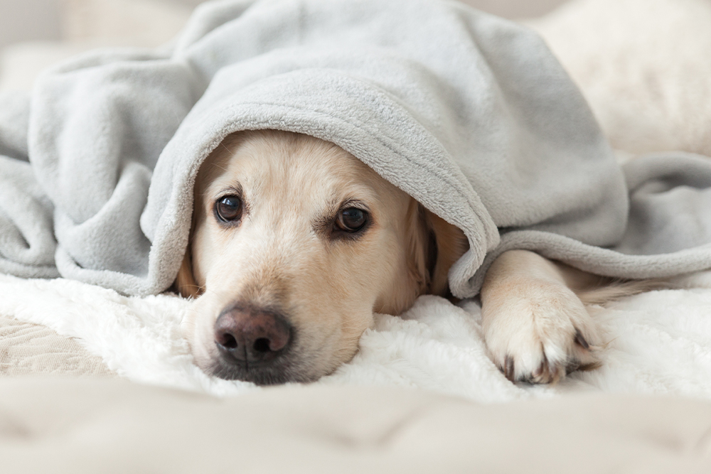 A light-colored dog lies on a bed, partially covered by a soft gray blanket, looking up with gentle, relaxed eyes.