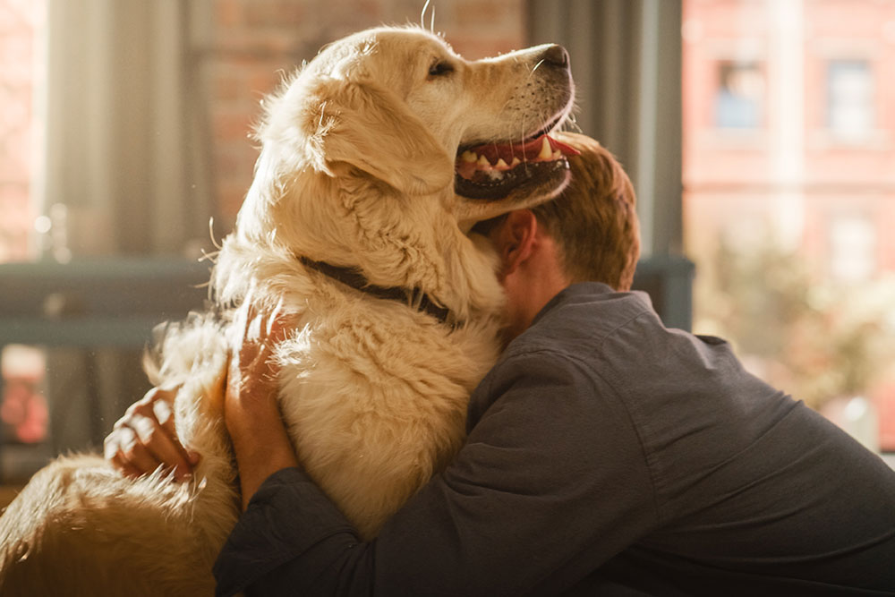 A person hugs a happy golden retriever indoors near a window, with sunlight streaming in and urban buildings visible outside. The dog looks content and relaxed.