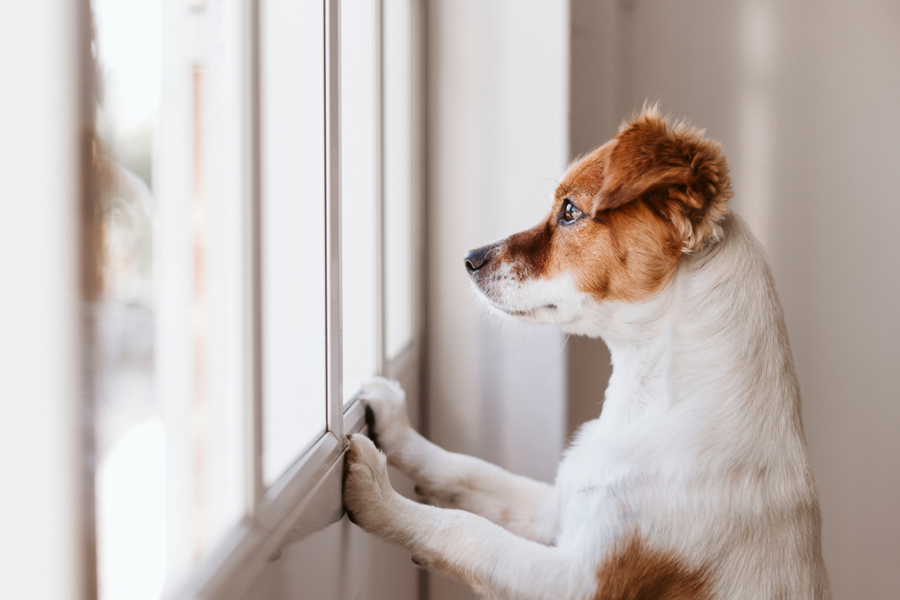 A brown and white dog stands on its hind legs, looking out a window. The sunlight illuminates its fur, and its ears are perked up, creating an attentive and curious expression.