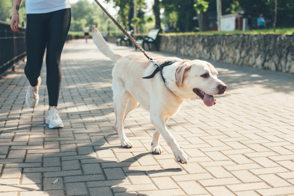 In a serene park setting, a person strolls with a yellow Labrador Retriever on a leash. The cheerful dog, possibly fresh from pet grooming, pants happily along the tree-lined path with its stone wall. Meanwhile, the person sports black leggings and white sneakers.