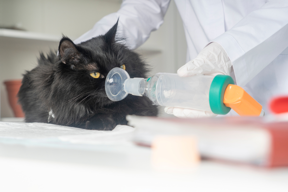 A black cat receiving respiratory treatment with an inhaler mask held by a veterinary professional wearing gloves. The setting appears to be a veterinary clinic with medical equipment visible in the background.