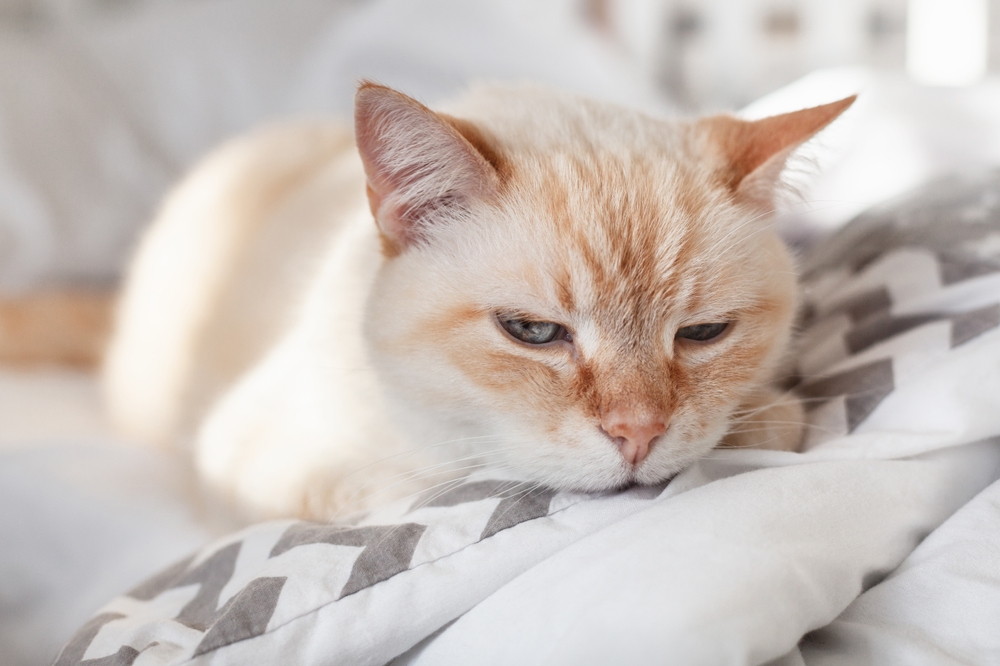 A light orange and cream-colored cat is lying on a patterned blanket. The cat has a relaxed expression, with its head resting on the blanket. Bright lighting illuminates the scene.