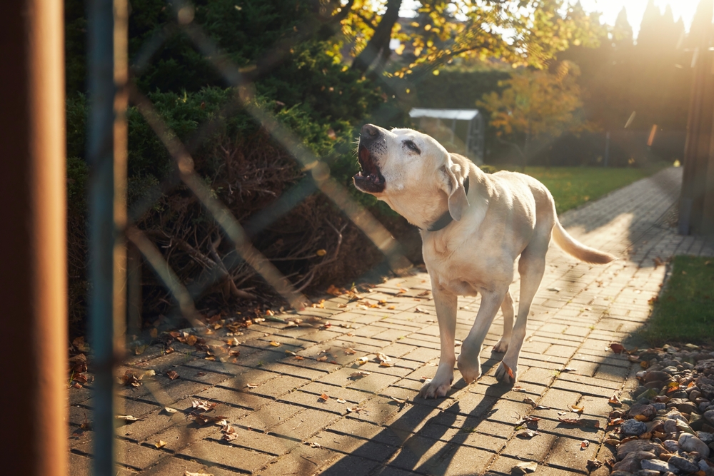 A Labrador Retriever is barking while standing on a sunlit brick pathway in a backyard. The dog is near a fence, surrounded by trees with autumn leaves. The setting sun casts long shadows across the scene.
