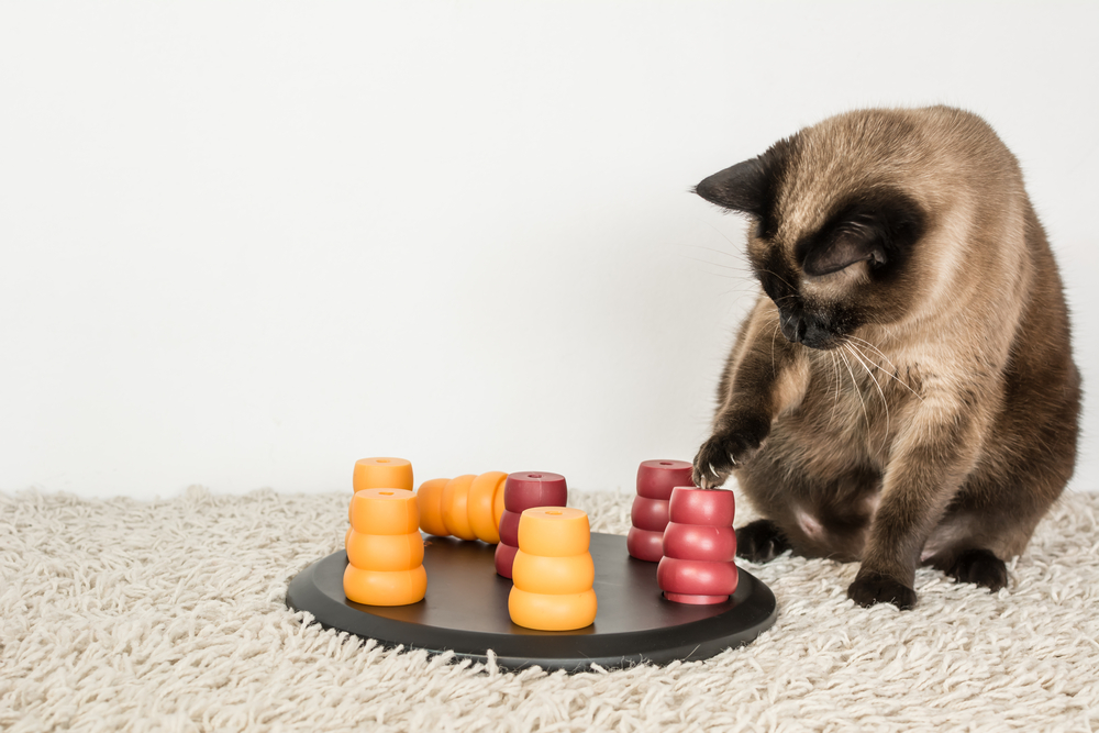 A Siamese cat sits on a textured light carpet, playing with a puzzle board featuring colorful stackable rings in yellow and red. The curious feline paws at a piece, showing the same engagement seen during pet grooming sessions.